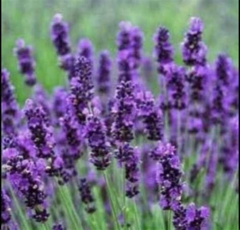 10 Lavender Plug Plants Hidcote Blue Warners Garden Products
