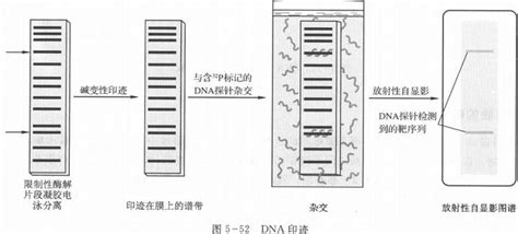 核酸化学 知乎