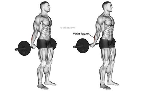 Forearm Workouts 6 Best Exercises For Mass By Omar Zayn Blog Omar