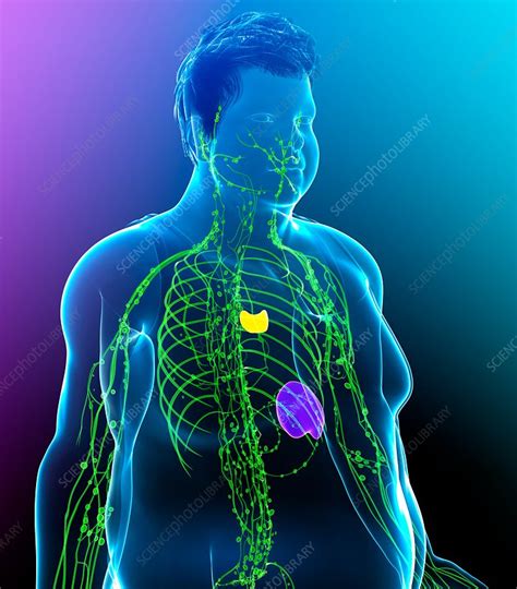 Male Lymphatic System Illustration Stock Image F0200945 Science