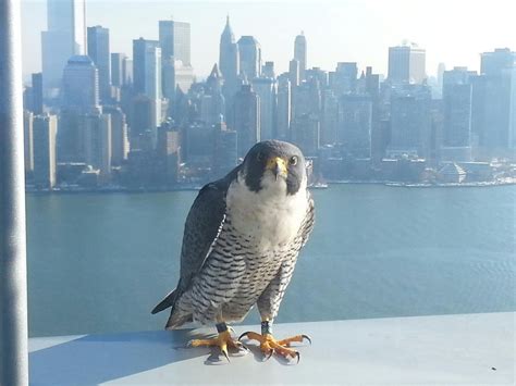 New Jersey Wildlife: The Peregrine Falcon - nj.com