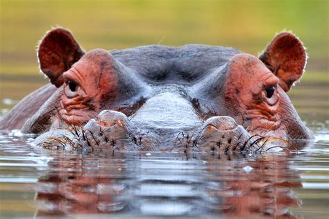 Symbolic Hippopotamus Meaning On Whats Your Sign