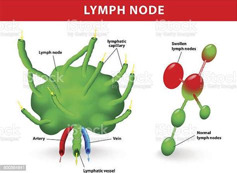 Lymph Node Stock Illustration Download Image Now Lymphatic System