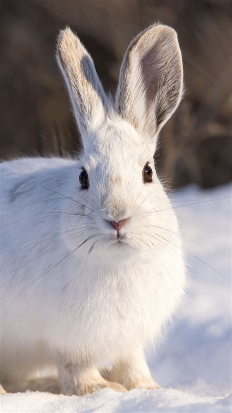 Hd Wallpaper Snow Winter White Rabbit Animal Download Wallpapers