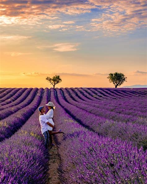 Provence Lavender Field At Sunset Valensole Plateau Provence France