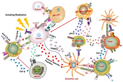 Cancers Free Full Text Radiotherapy Mediated Immunomodulation And