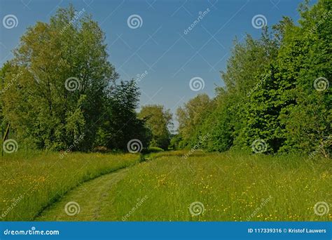Grass Path Through A Sunny Meadow With Yellow Wildflowers With Lush