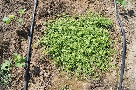 15 Common Lawn And Garden Weeds Guide To Weed