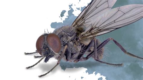 identifying horn fly infestations