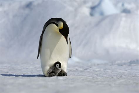 Así consigue un pingüino emperador que sus huevos no se congelen Quo