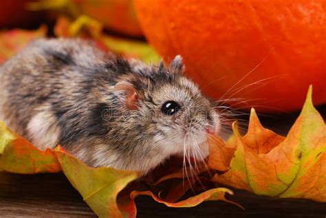 Little Hamster Autumn Scenery Stock Photos Free And Royalty Free Stock