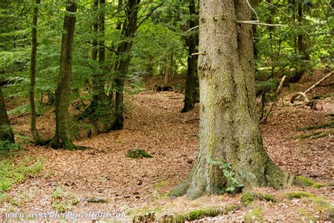 World Heritage Photos Ancient Beech Forests Of Europe