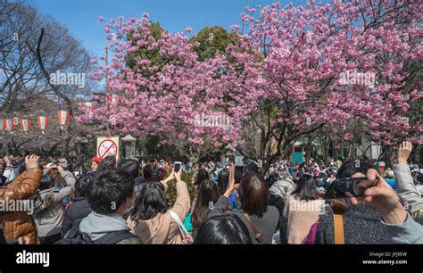 Japan Tokyo City Ueno District Ueno Park Celebrating Cherry