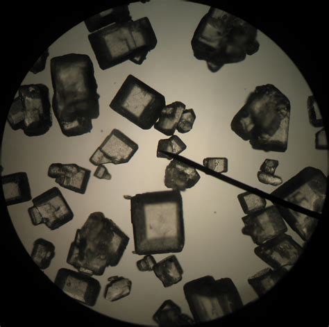 Salt And Sugar Under The Microscope Montessori Muddle