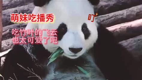 Cute Giant Panda Feiyun 飞云吃竹子的时候 简直太可爱了吧萌妹萌妹这就是萌妹本妹吖 Youtube
