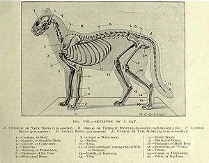 Introducing the new mypartscatcom site. Cat anatomy - Wikipedia, the free encyclopedia