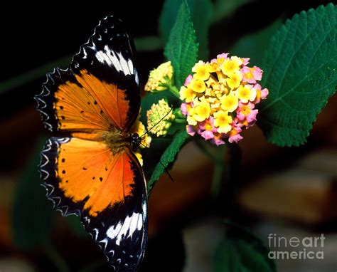 Leopard Lacewing Butterfly Photograph By Terry Elniski Fine Art America