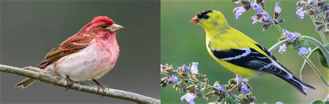 The 20 Types Of Finches Found In The United States 2022 2023