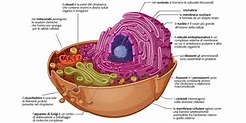 Cellula eucariote: cos'è e come si compone