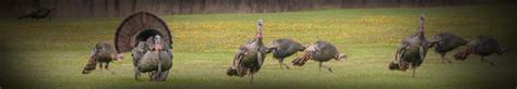 Turkey Hunting In Maryland With Ruin Gun Club Maryland Duck And Goose