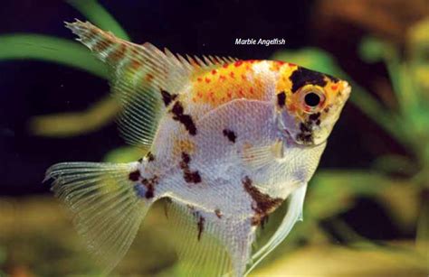 Ornamental Fish Aquadeals Blog