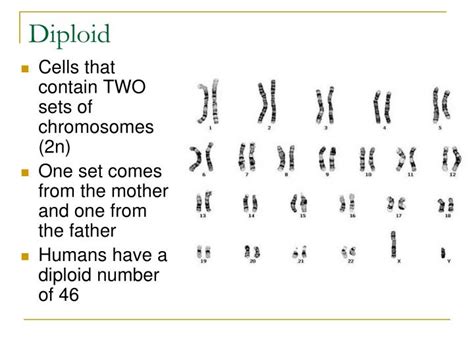 A single cell, individual, or generation characterized by the diploid. PPT - Diploid PowerPoint Presentation, free download - ID ...