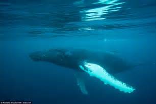 First Ever Underwater Images Of Humpback Whale Pod In