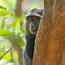 Blue Monkey  Facts Diet Habitat & Pictures On Animaliabio