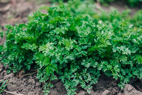 How To Grow Parsley