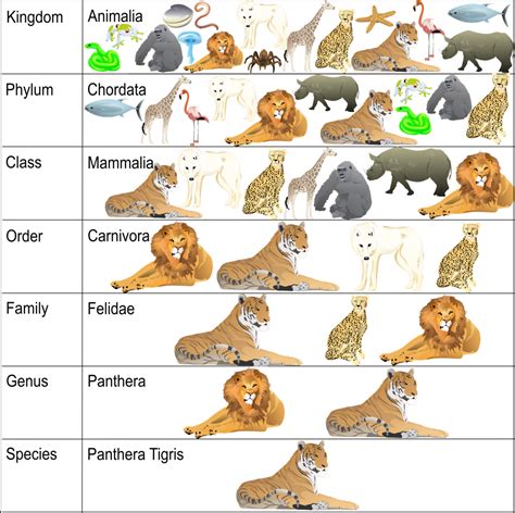 Classification System Science Lesson Learning Taxonomy Woo Jr Kids