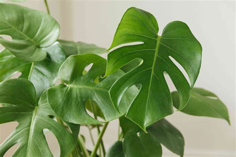 How To Grow And Care For Monstera Deliciosa
