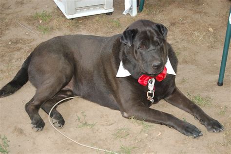 Sophisticated Fred Fred Our Shar Peiblack Labchow Mix Flickr