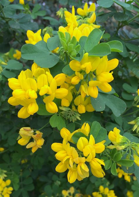 Daily Flower Candy Coronilla Valentina Subsp Glauca ‘citrina Agm