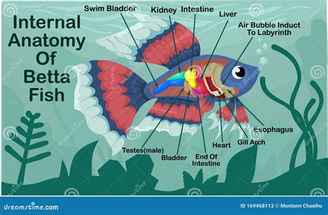 Anatomy Of A Fish Fish Internal Organs Vector Illustration