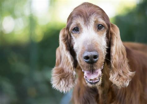 Senior Dog Care Help Your Dog Navigate The Aging Process