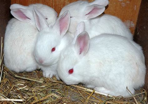 New Zealand White Rabbits Cowslips Later Litter 5 Weeks Old