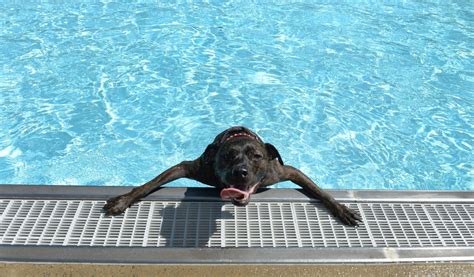 Look Its Time For A Puppy Pool Party Puppy Pool Apartment Pool Dog