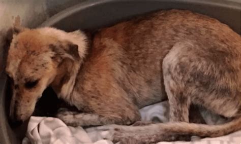 Traumatized Dog Wont Stop Facing The Wall For Days After Being Rescued