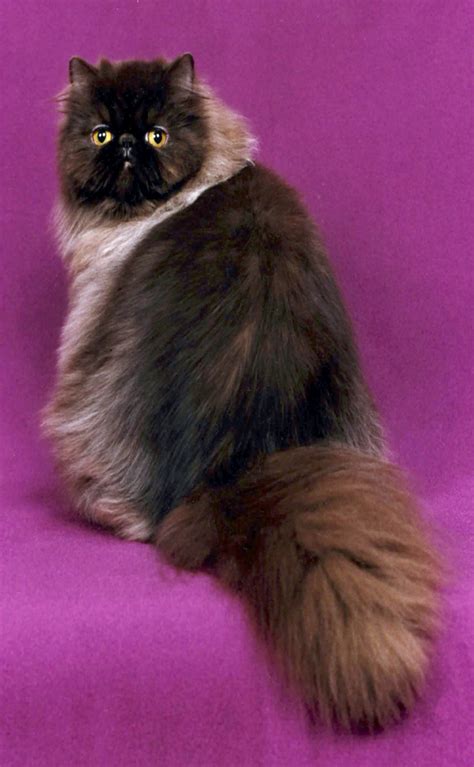 His hair is medium length, fine, soft and silky, its tail is bushy. York Chocolate Cat - Information, Health, Pictures ...
