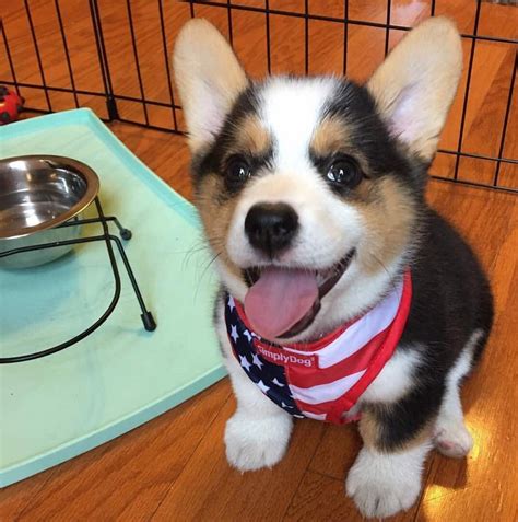 Cardigan welsh corgi puppies love a good friend and enjoy time spent with family. Welsh Corgi Puppies For Sale | Missouri City, TX #241731