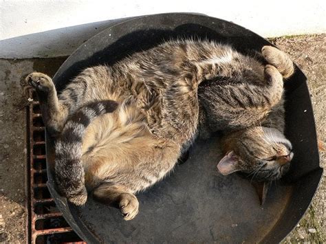 Funny Cats Sleeping In Weird Places Animals Zone