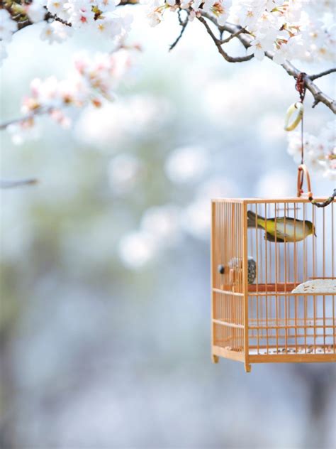 Free Download Cute Bird Cage Nature Spring Tree Branch Wallpapers Hd