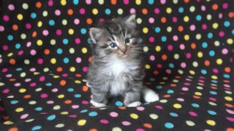 Beautiful Brown Tabby Norwegian Forest Cat Kittens For Sale Adoption From Derbyshire England