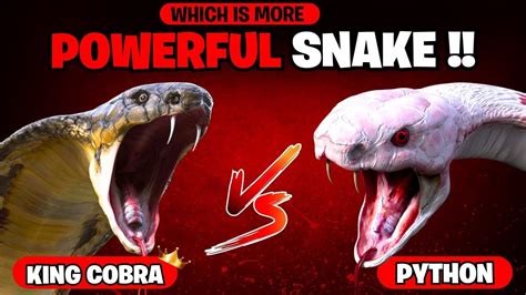 King Cobra Vs Python Who Survives This Wild Encounter Youtube