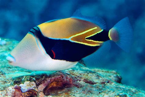 12 Hawaiian Fish Names And Pictures You See While Snorkeling