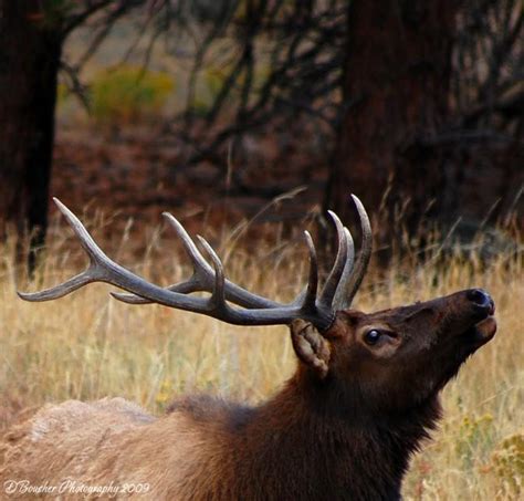 Wordless Wednesday From Colorado Bull Elk In Rut Rocky Mountain