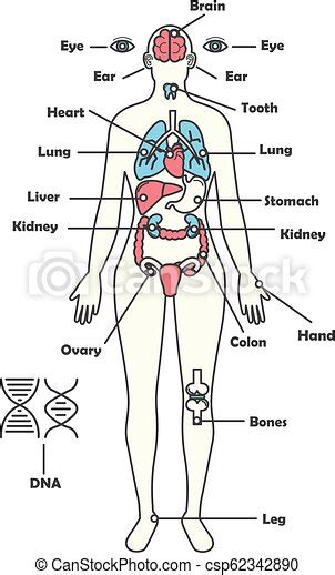 Human body parts label article. Female Body Parts Labeled : Muscular System - Muscles of ...