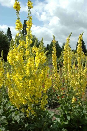 Fiori gialli spontanei inverno / numerosi sono i fiori invernali spontanei che possiamo vedere girando nel territorio del sud est milanese gallery natura 7giorni : GIARDINI