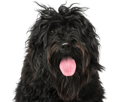 The Cost To Own A Portuguese Water Dog With Calculator Petbudget