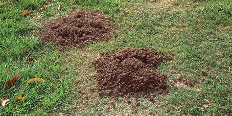 Master Gardeners How To Get Rid Of Gophers And The Mounds They Make